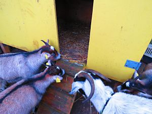 200113_goats.jpg