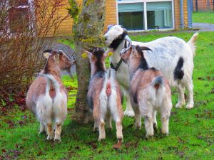 200214_goats1.jpg