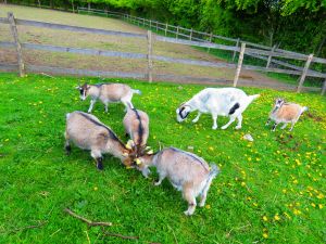 200511_goats4.jpg