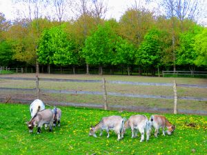 200511_goats6.jpg