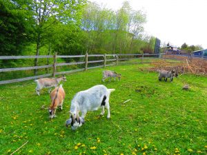 200511_goats7.jpg