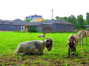 200618_goats2.jpg