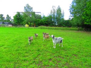 200622_goats2.jpg