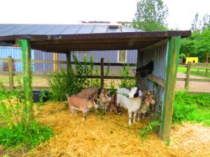 200707_goats3.jpg