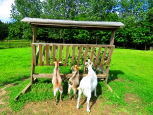 200709_goats1.jpg