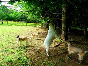 200709_goats2.jpg