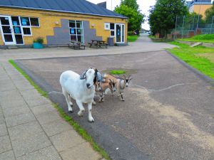 200730_goats1.jpg