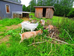 200730_goats3.jpg