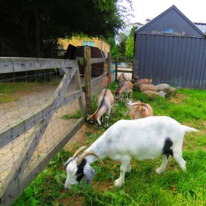 200806_goats.jpg