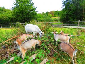 200818_goats1.jpg