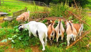 200820_goats.jpg