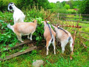 200826_goats.jpg