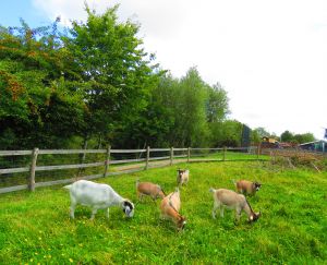 200908_goats2.jpg