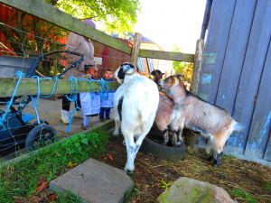 201019_goatsvisitors.jpg