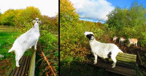 201023_goats1.jpg