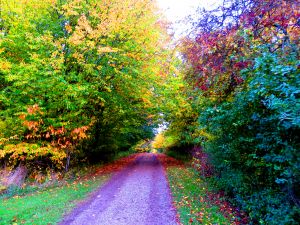 201027_fallcolours1.jpg