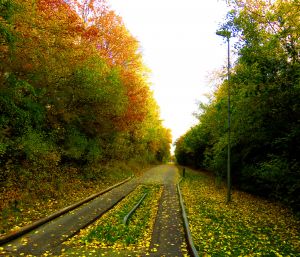 201027_fallcolours2.jpg