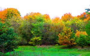 201027_fallcolours3.jpg