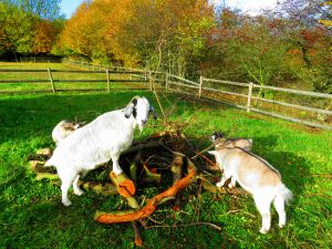 201029_goats.jpg