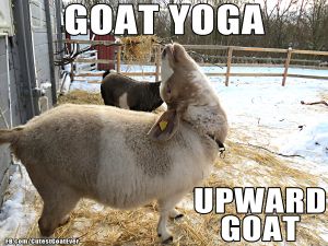 210225_121213_kamel_meme_goatyogaupwardgoat.jpg