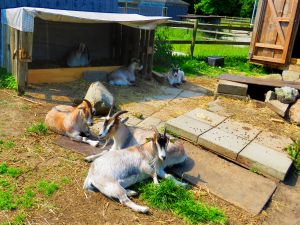 210617_goats1.jpg