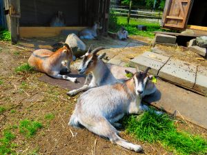 210617_goats2.jpg