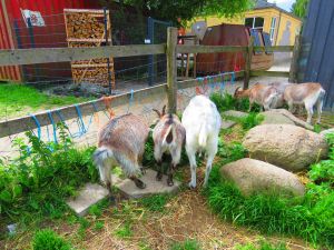 210623_goats.jpg