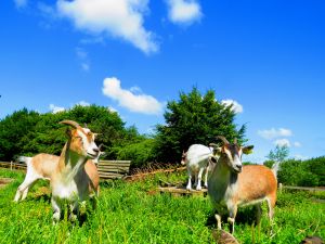 210719_goats1.jpg