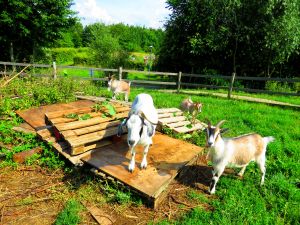 210727_goats.jpg