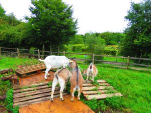 210810_goats2.jpg