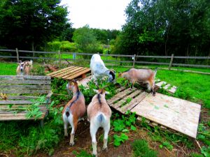 210818_goats.jpg