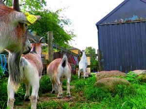 210830_goats.jpg