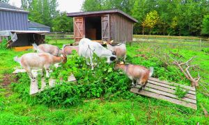 210915_goats.jpg