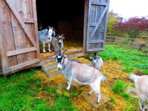 211104_goats1.jpg