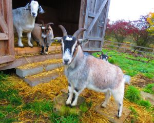 211104_goats2.jpg