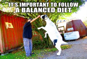 220405_201005_mia_meme_balanceddiet.jpg