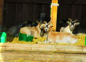 220505_goats.jpg