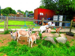 220718_goats1.jpg