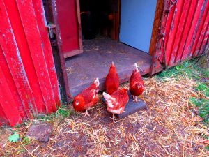 221114_chickens1.jpg