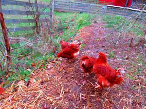 221114_chickens2.jpg