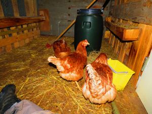 221222_chickens2.jpg