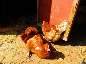 230427_chickens.jpg