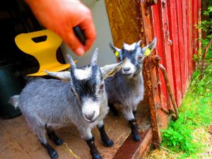 230619_newbabygoats2.jpg