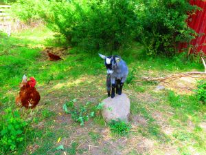 230619_newbabygoats3.jpg