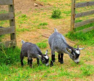 230619_newbabygoats5.jpg