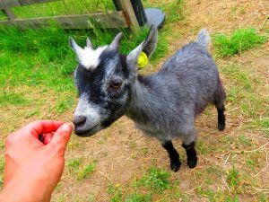 230619_newbabygoats6.jpg