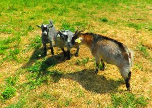 230619_skynewbabygoats1.jpg