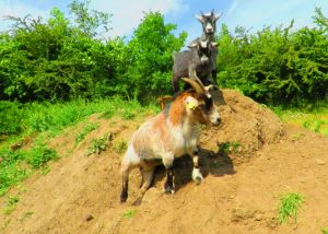 230619_skynewbabygoats2.jpg