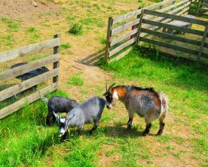 230619_skynewbabygoats3.jpg