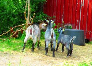 230619_skynewbabygoats4.jpg